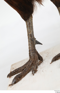 Pheasant  2 leg 0005.jpg